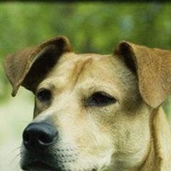 Lucy